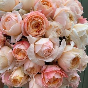 Meet your Posher, Thao